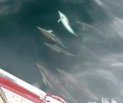 Seven short beaked common dolphins in our bow wave